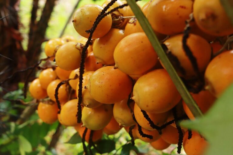 Tucumã: A Palmeira Amazônica que Revoluciona Saúde e Economia Local Imagem do artigo