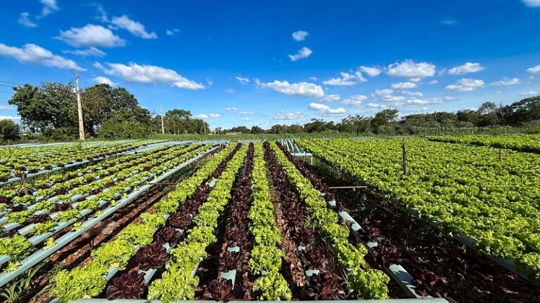 Aumento da Agricultura Familiar na Merenda Escolar de MS: Um Passo Importante