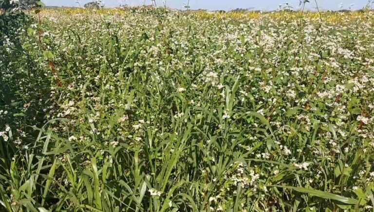 Benefícios das Plantas de Cobertura: Um Potencial Subutilizado na Agricultura Brasileira