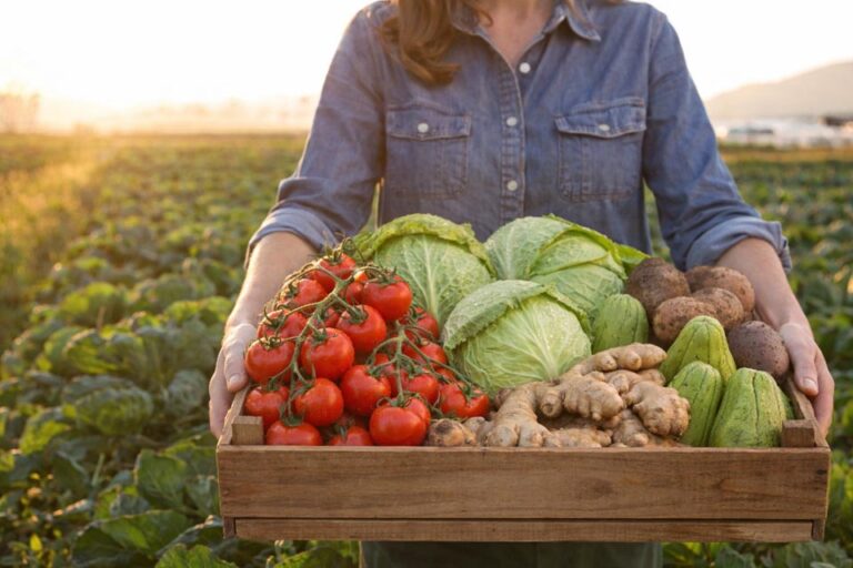 Cinco Hortaliças que Brilham na Olericultura do Espírito Santo em 2024
