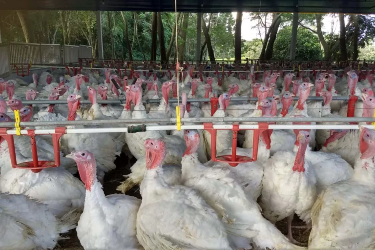 Natal no Paraná: Estado se Destaca na Produção de Peru com Crescimento Exponencial