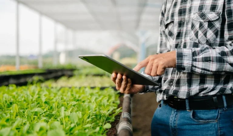 Recuperação Judicial no Agronegócio: Desafios e Caminhos para Produtores e Cooperativas