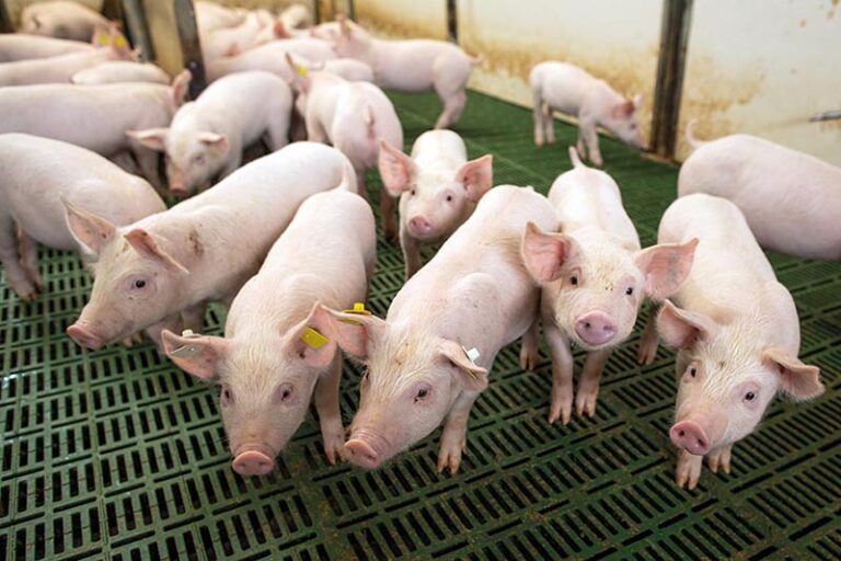 Suinocultura Brasileira Prevê Crescimento Sólido em 2026 Após Ano Recorde em 2025