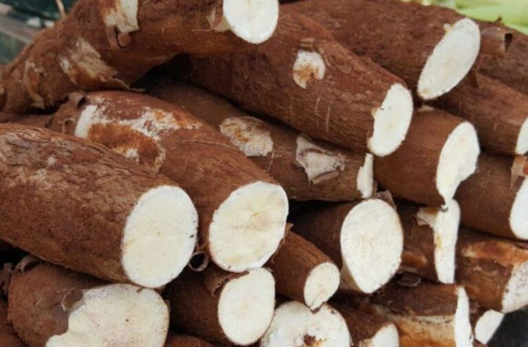 Aumento da Oferta de Mandioca Impacta Rentabilidade em 2025 Aumento da Oferta de Mandioca Impacta Rentabilidade em 2025