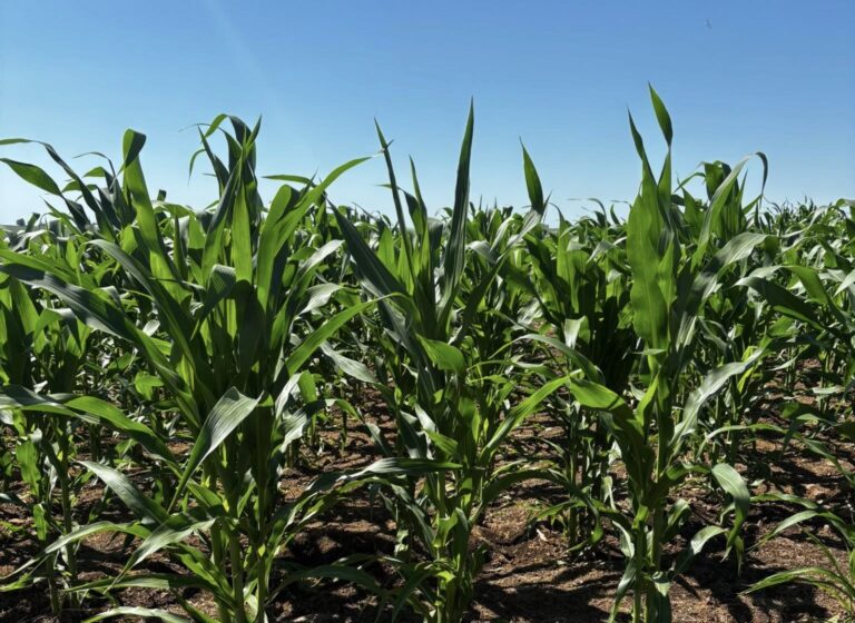 Chuvas Recentes e Calor Beneficiam Cultivo de Milho e Soja em Alegrete