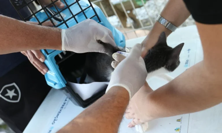 Conselho Veterinário de SP alerta sobre esporotricose em gatos: Prevenção e cuidados essenciais Conselho Veterinário de SP alerta sobre esporotricose em gatos: Prevenção e cuidados essenciais