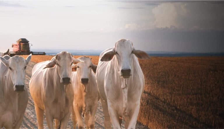 Crescimento do Agronegócio no Acre em 2025: 11,8% Acima da Média Nacional