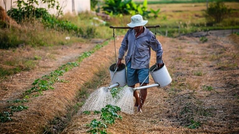 Desempenho do Agronegócio: Uma Análise dos Desafios Enfrentados pelos Produtores Rurais