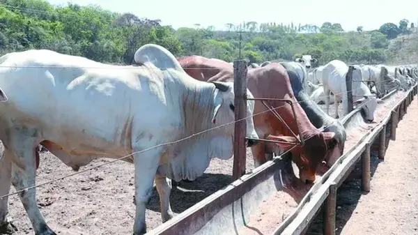 Exportação do Agronegócio Alagoano: Novas Fronteiras e Oportunidades Exportação do Agronegócio Alagoano: Novas Fronteiras e Oportunidades