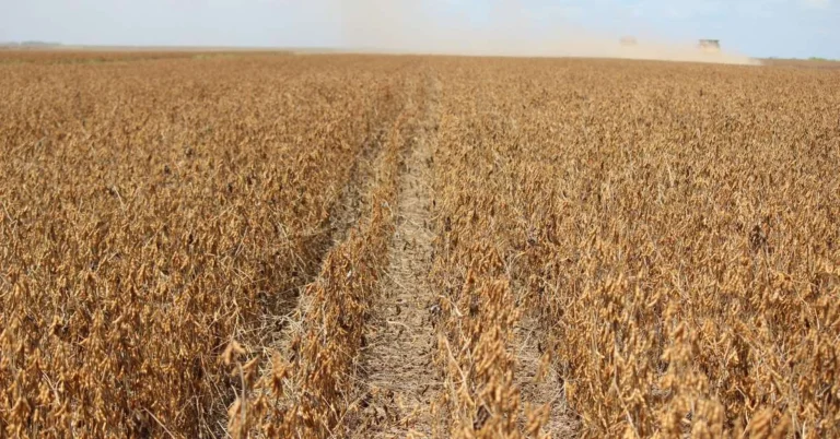 Exportações do Agronegócio Gaúcho Caem em 2025: Análise dos Impactos