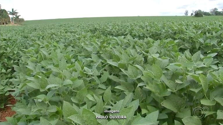 Itapetininga se Destaca Como um dos 40 Maiores Exportadores de SP no Agronegócio