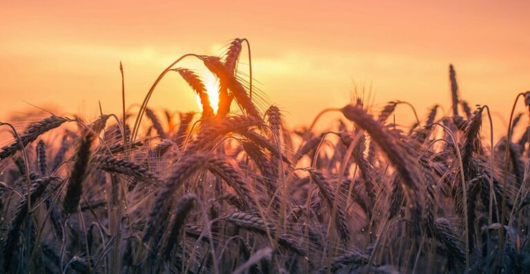 NR-31 Atualizada: O PGRTR Substitui o PPRA no Setor Agrícola e Revoluciona a Gestão de Segurança NR-31 Atualizada: O PGRTR Substitui o PPRA no Setor Agrícola e Revoluciona a Gestão de Segurança