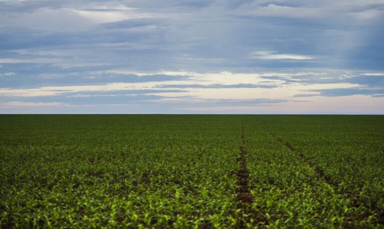 O Futuro do Agronegócio Brasileiro: Expansão e Adaptação às Novas Regras Internacionais