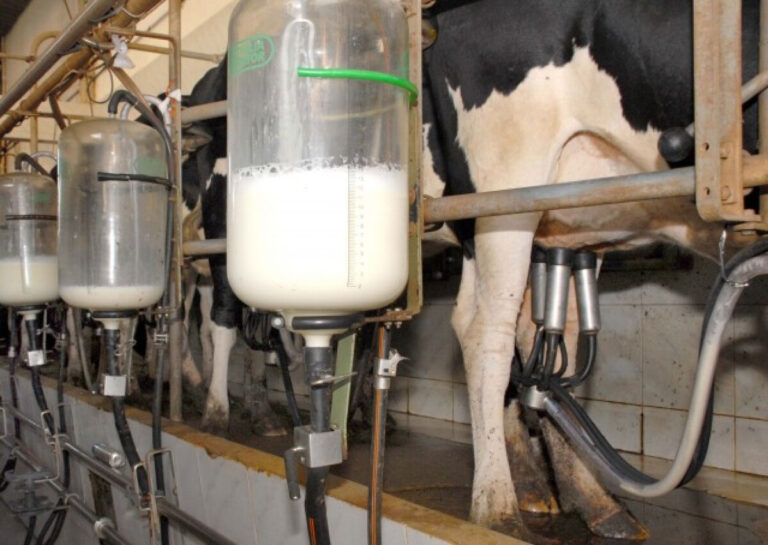 Pecuária Leiteira: Expectativas de Cautela e Margens Reduzidas até 2026