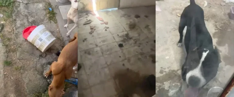 Polícia Civil Intensifica Ações contra Maus-Tratos a Animais em Feira de Santana