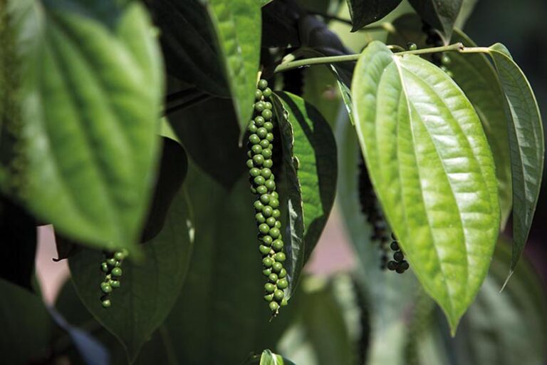 Produtor Capixaba Revoluciona a Secagem da Pimenta-do-Reino com Secador a Gás