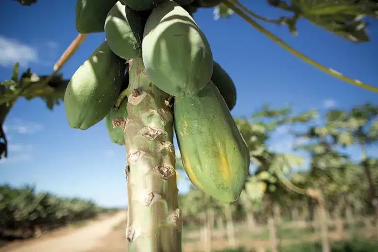 Queda nos Preços do Mamão: Impacto da Oferta e Doenças Fúngicas no ES e Bahia