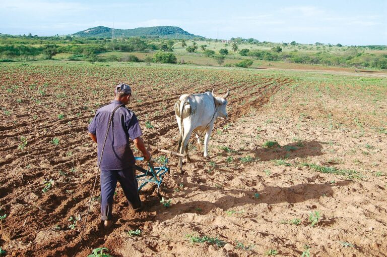 Rio Grande do Norte Tem Maior Inadimplência no Agronegócio do Nordeste e 4ª do Brasil