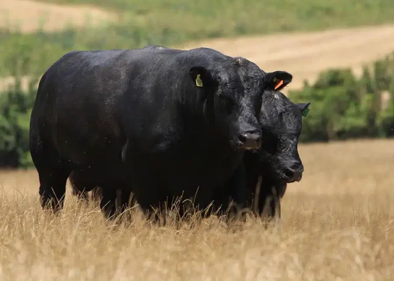 Selo Inovador Promete Transformar o Mercado de Carnes Premium no Brasil