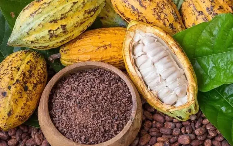 1º Encontro de Cacauicultura do Ifes: Produção e Sustentabilidade em Debate 1º Encontro de Cacauicultura do Ifes: Produção e Sustentabilidade em Debate