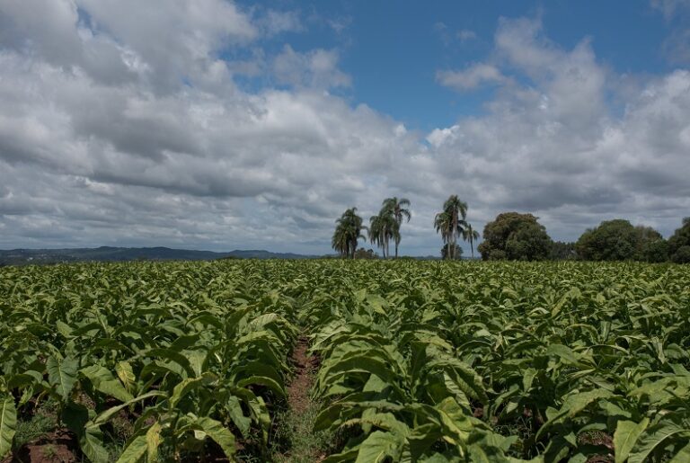 Agronegócio do Rio Grande do Sul: Exportações de US$ 4,5 Bilhões no Quarto Trimestre de 2025 Agronegócio do Rio Grande do Sul: Exportações de US$ 4,5 Bilhões no Quarto Trimestre de 2025
