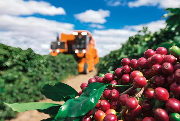Café Experiencia Queda Significativa em Fevereiro com Estimativas de Safra Recorde