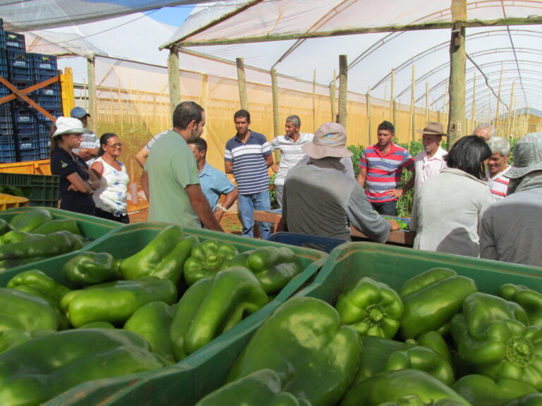 Curso Gratuito de Gestão no Agronegócio da Emater-DF: Inscrições Abertas