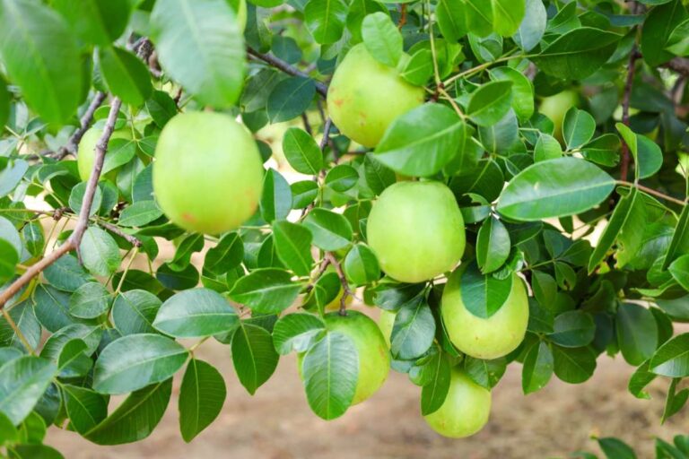 Expansão da Produção do Umbu Gigante: Oportunidades para Produtores Rurais em Vitória da Conquista