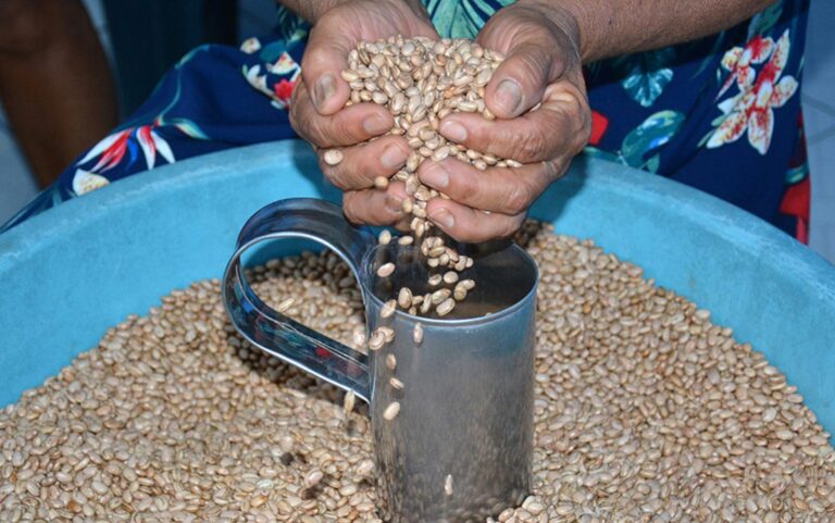 Feira de Santana Distribuirá 216 Toneladas de Sementes para Safra de Inverno Feira de Santana Distribuirá 216 Toneladas de Sementes para Safra de Inverno