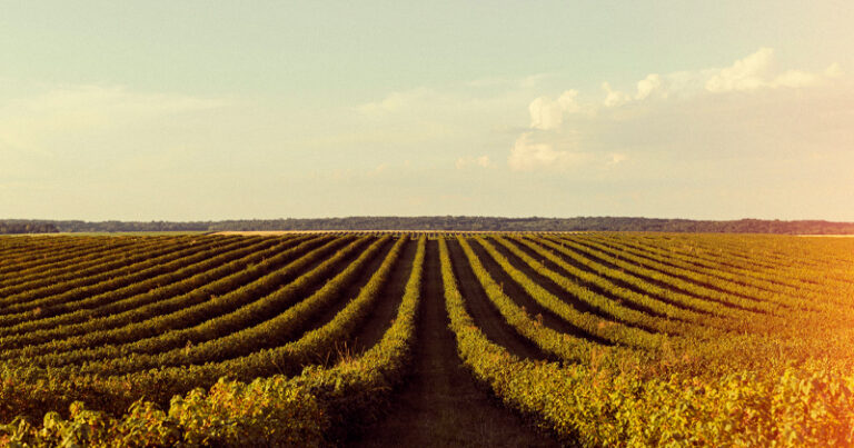 Perspectivas do Agronegócio em 2026: Produção Aumenta, Mas Desafios na Logística Persistem