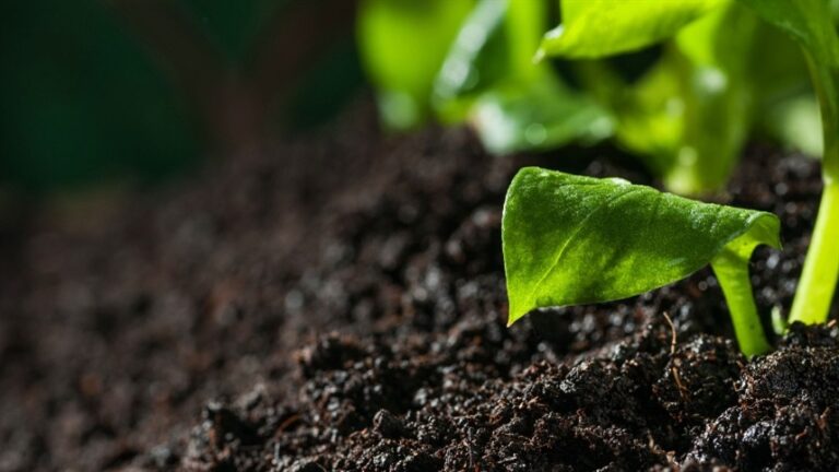 Saúde do Solo: A Nova Prioridade para a Agricultura Brasileira