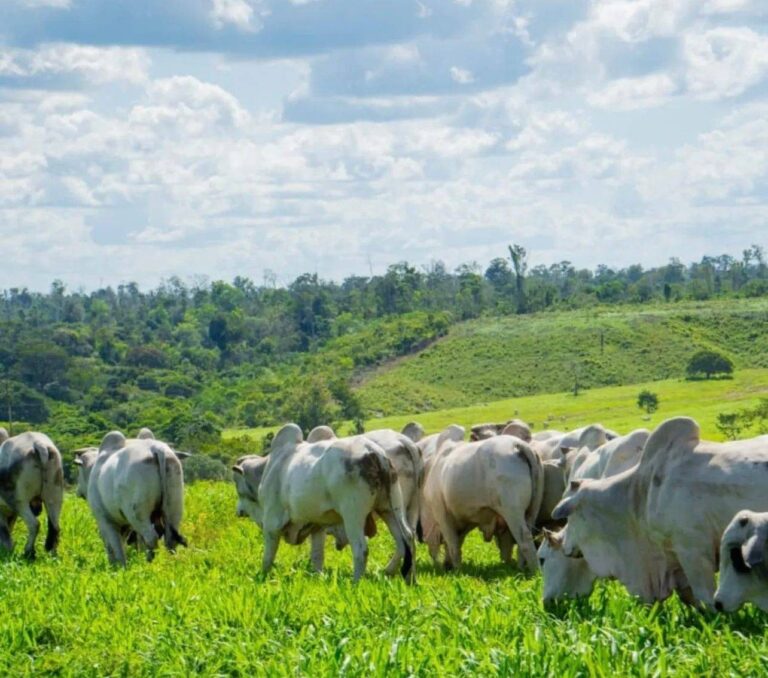 Arroba do Boi Gordo em Feira de Santana: Preço Atualizado para R$ 340 Após Alta de 13% Arroba do Boi Gordo em Feira de Santana: Preço Atualizado para R$ 340 Após Alta de 13%