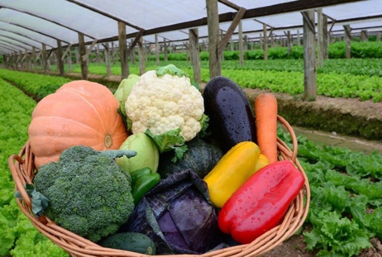 Congresso Inova na Agricultura Orgânica: Avanços e Tecnologias em Debate