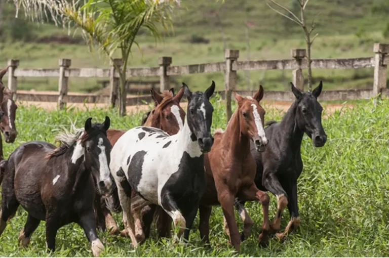 EXPOGUAPE 2026: Evento Promete R$ 10 Milhões e Impulsiona Agronegócio em Maranguape EXPOGUAPE 2026: Evento Promete R$ 10 Milhões e Impulsiona Agronegócio em Maranguape