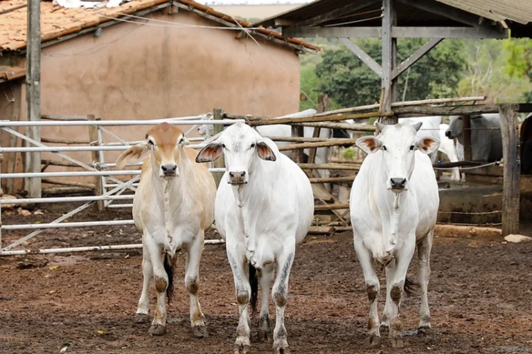 Governo Lança o Plano Clima Após Conflitos com o Agronegócio