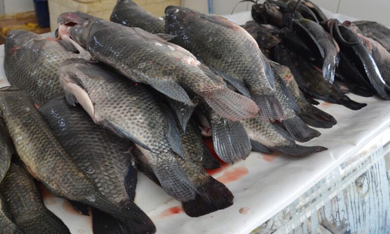 Procon Identifica Altas Variações nos Preços de Produtos da Semana Santa em Feira de Santana