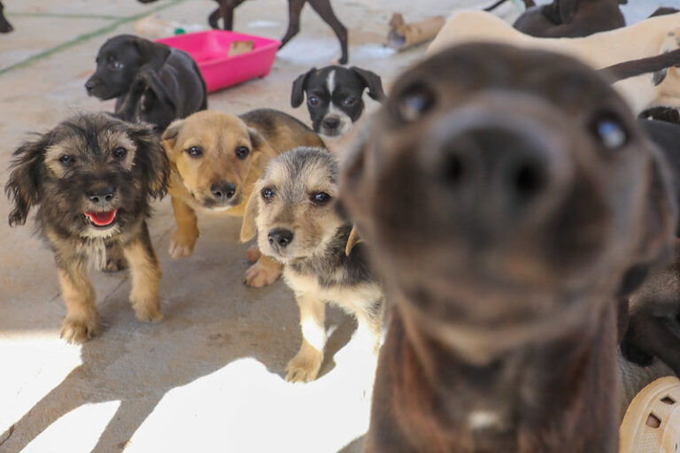 Proteção Animal no DF: GDF Estabelece Política Pública Permanente para Bem-Estar Animal