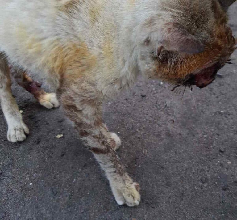 Cuidado com a Esporotricose: Bahia Registra Quase 100 Casos em 2026