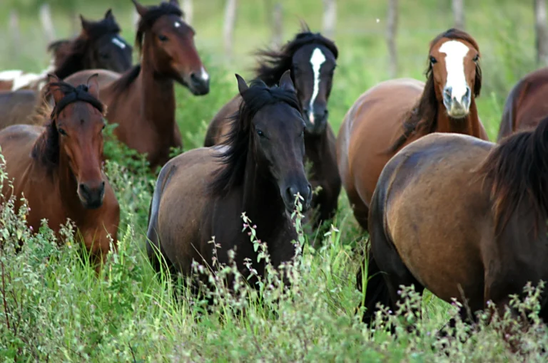 Gravatá se Tornará um Polo de Excelência em Equinocultura