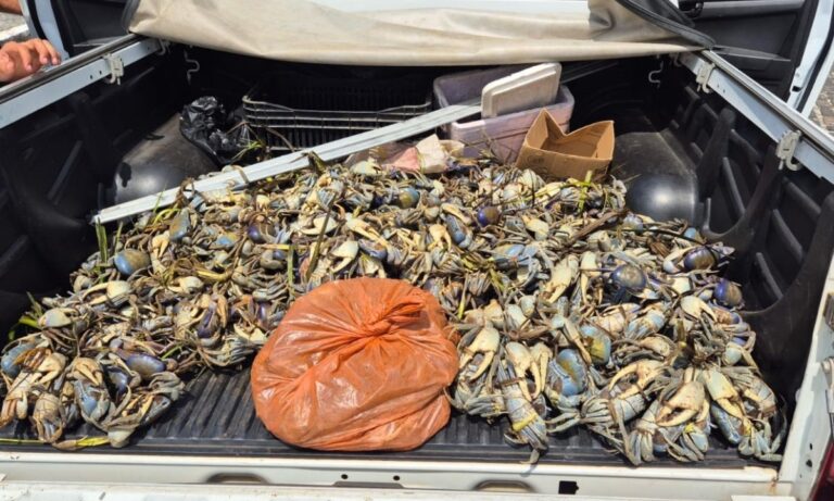 Mais de 1,5 mil caranguejos e guaiamuns apreendidos em operação na Bahia