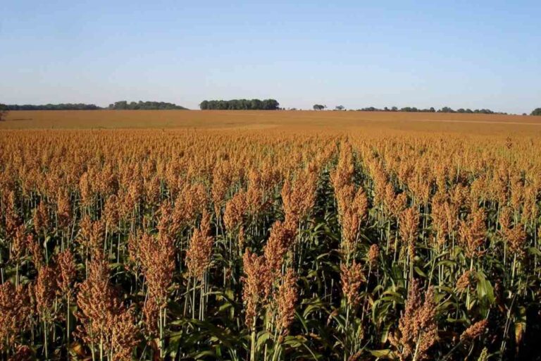 Milho: o motor da nova safra recorde de grãos na Bahia em 2026
