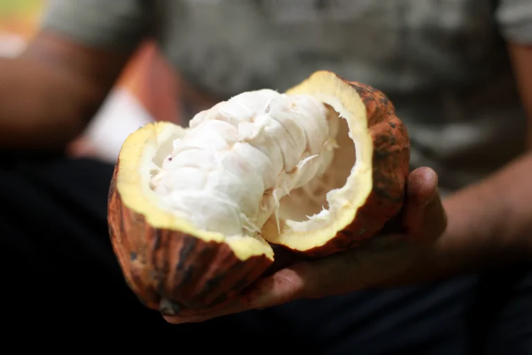 Nova Lei do Cacau: Impactos Positivos para Produtores da Bahia