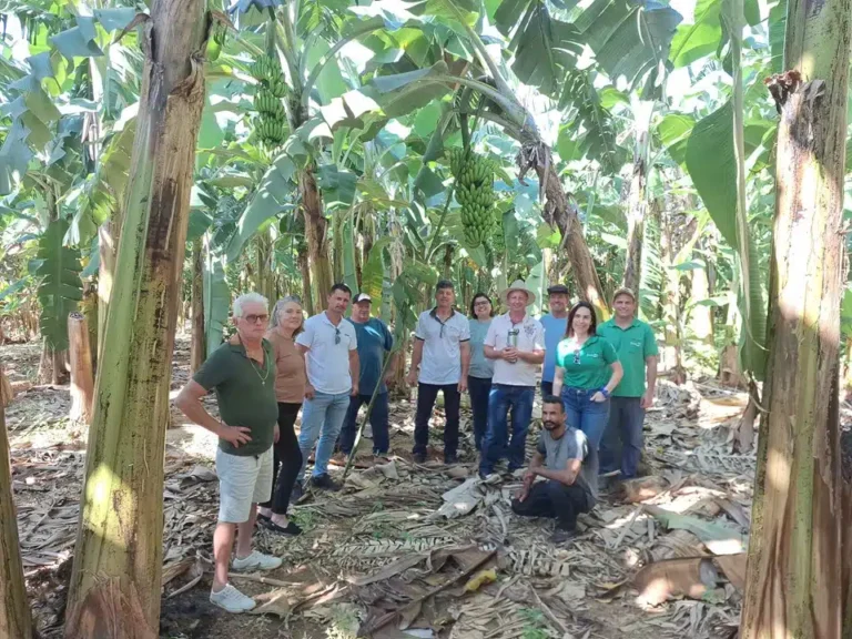 Nova Variedade de Banana Ambrosia Revoluciona Produção no Espírito Santo