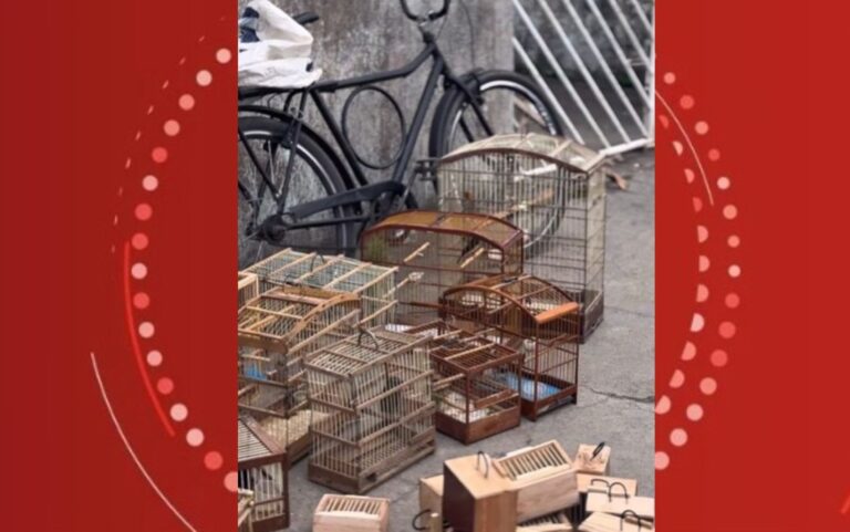 Operação Resgata 75 Animais Silvestres em Feira de Santana