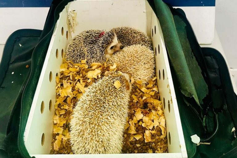 PRF Intercepta Transporte Ilegal de Ouriços Africanos na Bahia