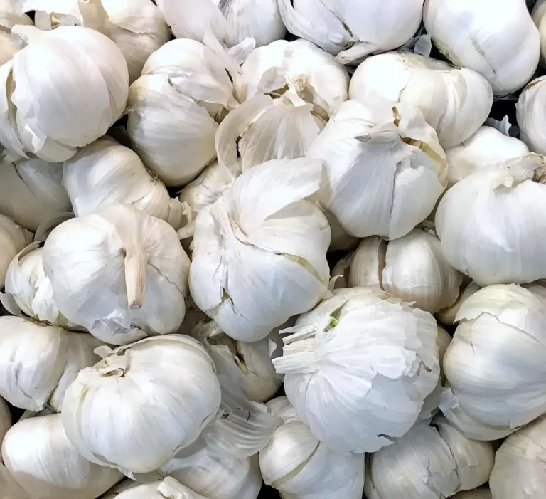 Produção de Alho no Brasil Enfrenta Desafios com Aumento das Importações