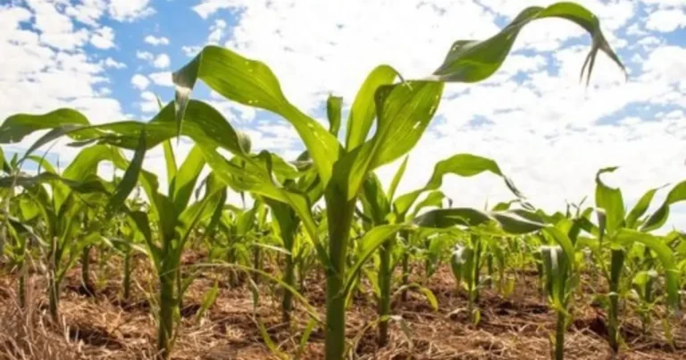 Transição Climática e El Niño: Riscos Crescentes para o Agronegócio em 2026