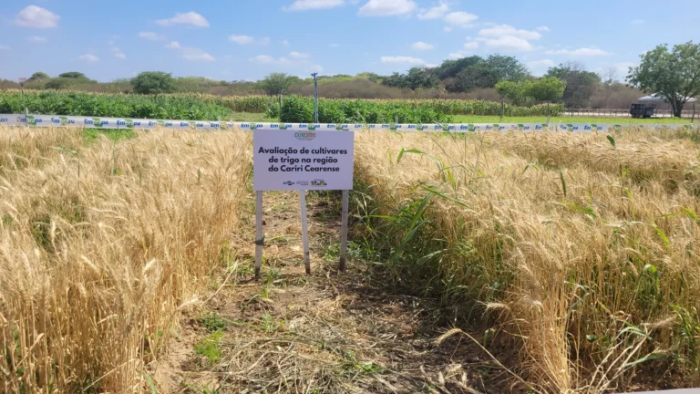 Trigo no Ceará: Pesquisa Revela Potencial de Cultivo em Clima Semiárido