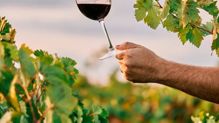 Câmara Municipal de Salvador aprova projeto de fomento ao setor de vinhos