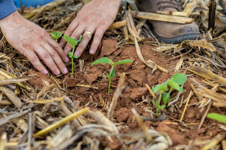 Agro em Mato Grosso: Empregos Mais Que Dobrados e o Motor da Economia